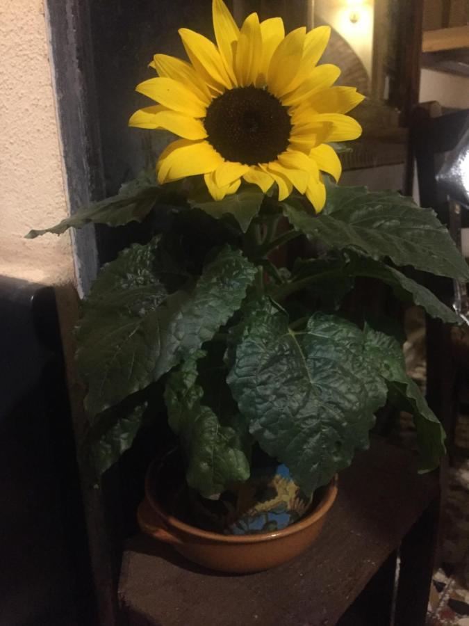 Il Girasole Bed & Breakfast Semorile Exterior photo